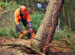 Best Tree Cabling and Bracing  in Brownsville, OR