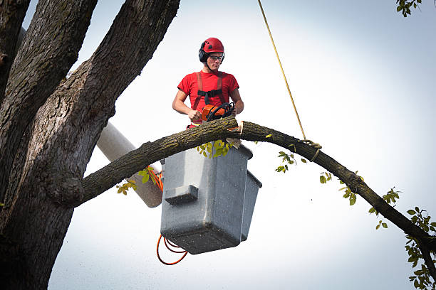 Why Choose Our Tree Removal Services in Brownsville, OR?